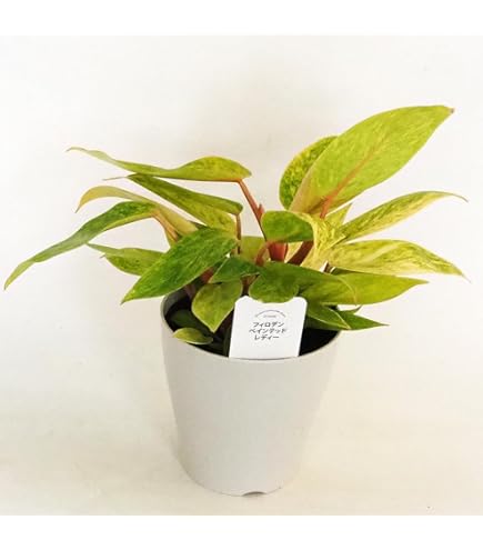 Amazon｜シェフレラ ジェニーネ 1 ☆希少☆ 観葉植物 室内